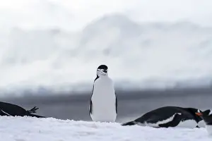 Chinstrap penguin (Pygoscelis antarctica) standing in the snow between resting gentoo penguins (Pygoscelis papua)