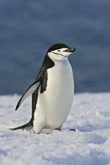 Chinstrap Penguin (Pygoscelis antarcticus)