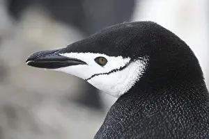 Chinstrap penguin (Pygoscelis antarcticus) close-up