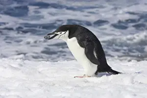 Chinstrap penguin, South Shetland