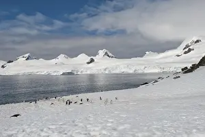 Chinstrap penguins (Pygoscelis antarctica)