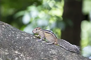 Chipmunk or chipmunk (Tamias) on a tree trunk