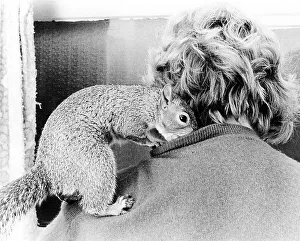 Chipmunk cuddles with a woman, rear view