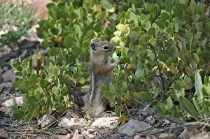 A chipmunk, Harris's antelope squirrel (Ammospermophilus harrisii)