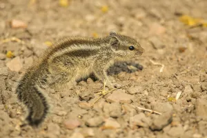 Chipmunk (Tamias), Keoladeo National Park