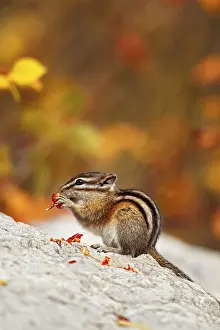 Least Chipmunk (Tamias minimus) adult