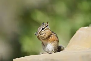 Least chipmunk (Tamias minimus) sitting on a rock eating