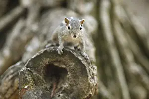 Chipmunk (Tamias), Mount Lavinia