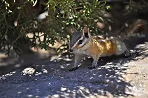 A chipmunk, Uinta chipmunk (Tamias umbrinus)