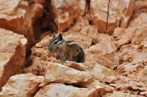 A chipmunk, Uinta chipmunk (Tamias umbrinus)