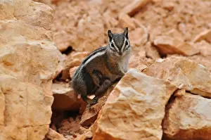 A chipmunk, Uinta chipmunk (Tamias umbrinus)