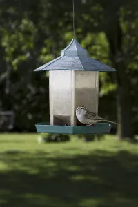 Chipping Sparrow on bird feeder