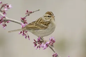 Chipping Sparrow (Spizella passerina)