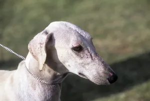 Chippiparai Indian breed of dog