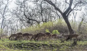 Chital (Axis axis), Tamil Nadu, India, Asia