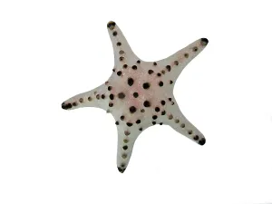 Chocolate chip starfish (Protoreaster nodosus)