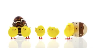 Chocolate eggs with easter chicks isolated over white background