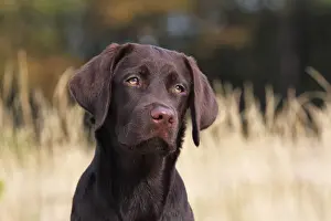 Chocolate Labrador Retriever, female