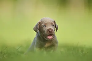 Chocolate Labrador Retriever pup on a meadow