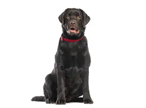 Chocolate labrador retriever with a red collar sitting on a white background and panting