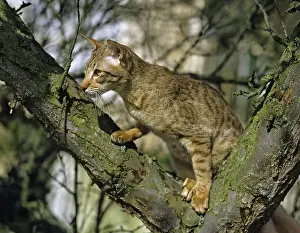 Chocolate Spotted Tabby Oriental Domestic Cat standing in Tree