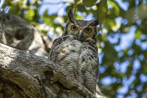 Choliba screech owl (Megascops choliba)