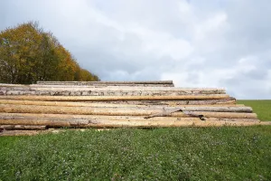 Chopped tree logs pilled up next to a forest
