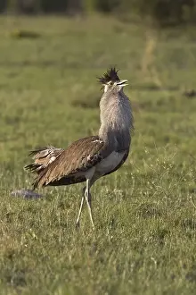 Choreotis kori, Kori Bustard, Kori Bustard