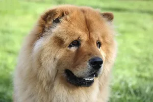 Chow Chow, male dog, portrait