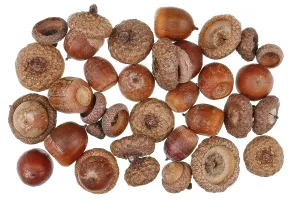 Christmas forest background of dry wild forest acorns of canadian oak tree