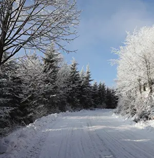 Christmas morning. Snowy winter forest and knurled wide trails