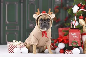 Christmas reindeer dog