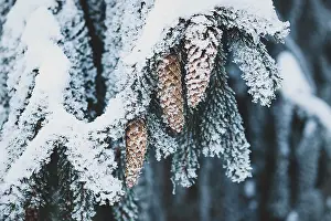Christmas tree with cones under snow