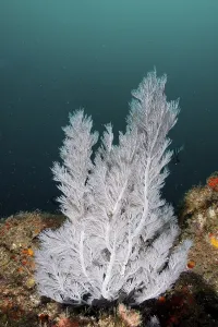 Christmas tree coral (Antipathes dendrochristos)