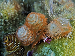 Christmas tree worm (Spirobranchus giganteus)