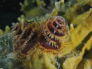 Category Coral Reefs DE Prints: Christmas tree worm (Spirobranchus giganteus)
