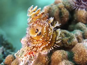 Category Coral Reefs DE Prints: Christmas tree worm (Spirobranchus giganteus)