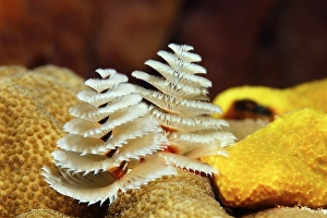 Christmastree worm (Spirobranchus giganteus)