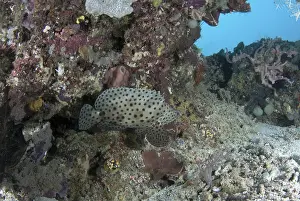 Chromileptes altivelis, Pantherfish