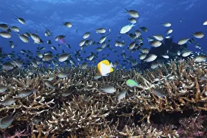 Chromis over coral reef, Chromis sp