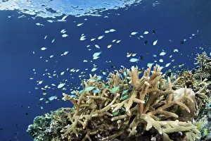 Chromis in coral reef, Chromis viridis