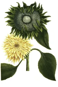 Chrysanthemum peruvianum, Sunflower (Helianthus annuus)