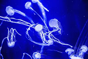 Chrysaora fuscescens is a common free-floating scyphozoa that lives in the Pacific Ocean