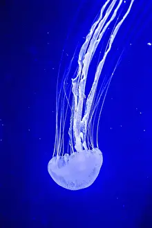 Chrysaora fuscescens is a common free-floating scyphozoa that lives in the Pacific Ocean