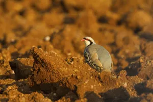 Chukar Partridge (Alectoris chukar)