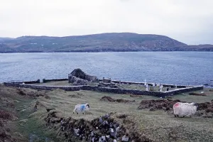 Church ruins, cemetery, sheep, Dursey Island