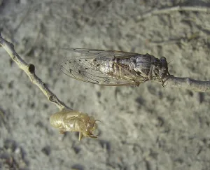 Cicada
