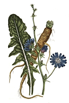 Cichorium intybus, Common chicory, digital reproduction of a historical original, between 1790 and 1810