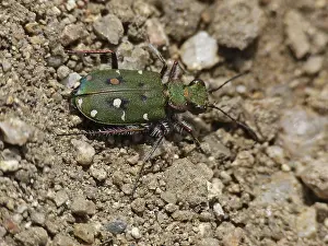 Cicindela campestris, field sandground beetle