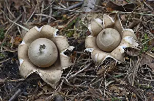Ciliated starfish (Geastrum fimbriatum)